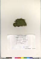 Image of Brachythecium moss family