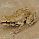 Image of White-lipped Peeping Frog