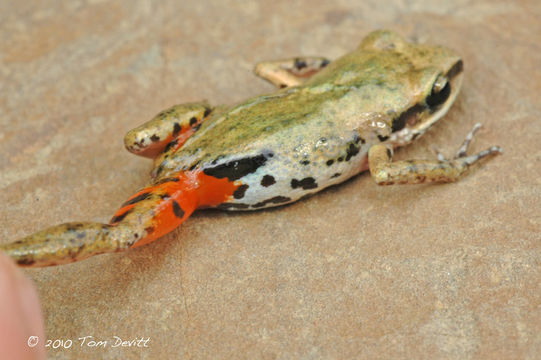 Image of White-lipped Peeping Frog