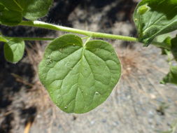 Image of blunt-leaf fluellen