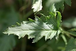 Image of California Figwort