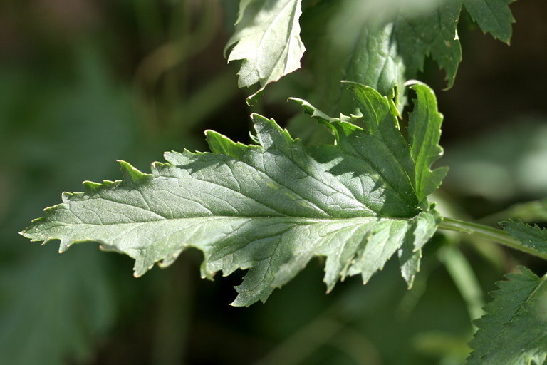 Scrophularia oregana Pennell resmi