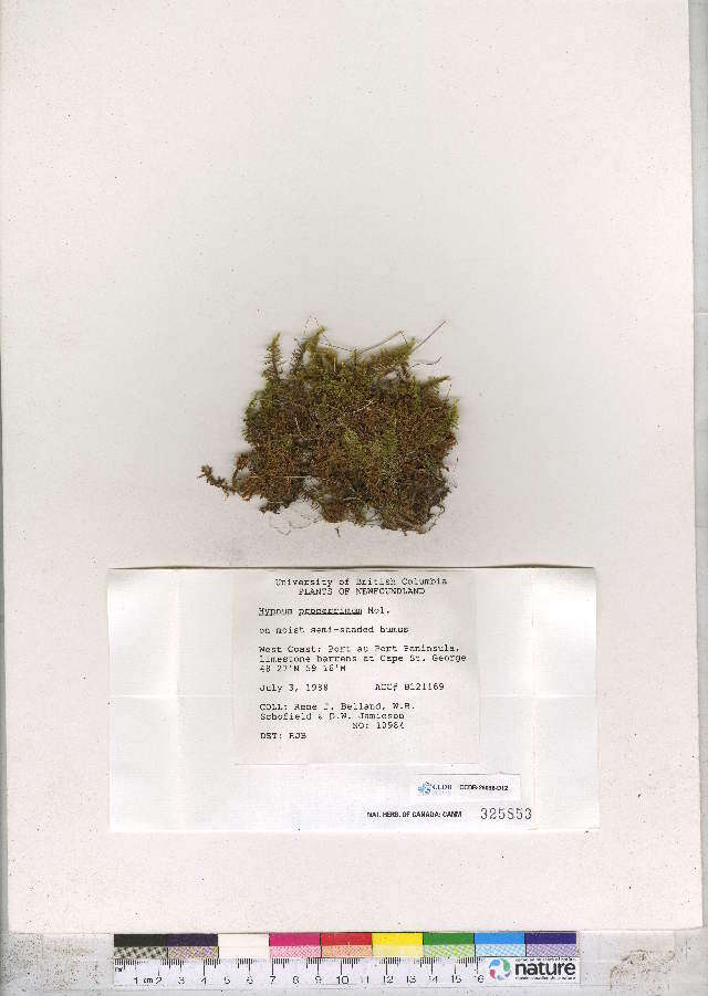 Image of hypnum moss