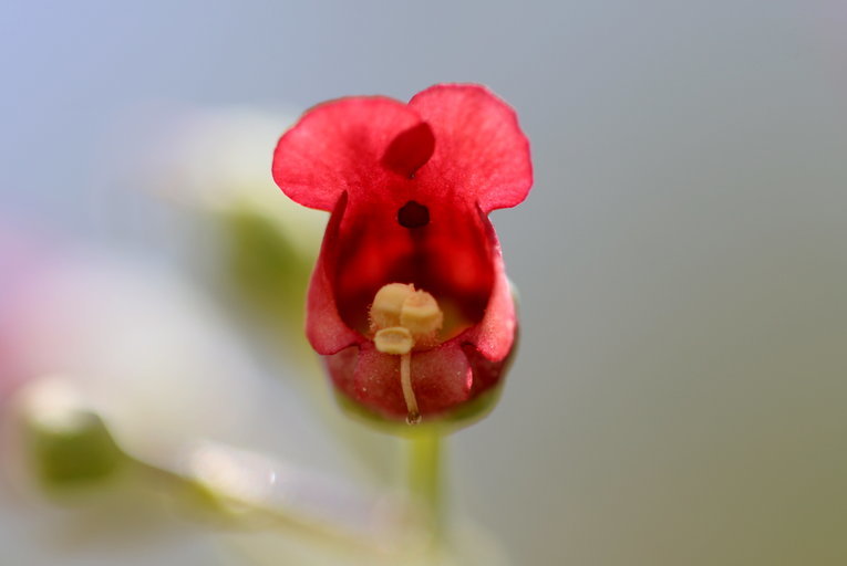 Scrophularia oregana Pennell resmi