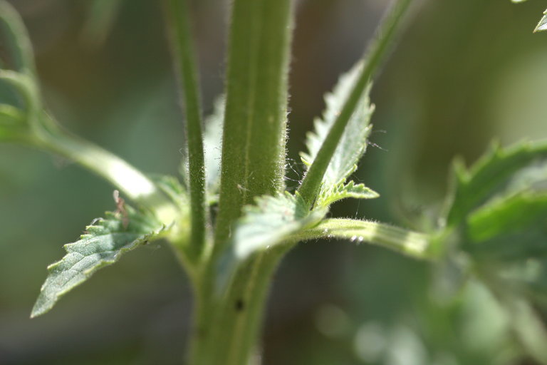 Scrophularia oregana Pennell resmi