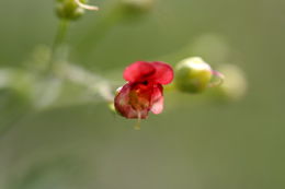 Scrophularia oregana Pennell resmi