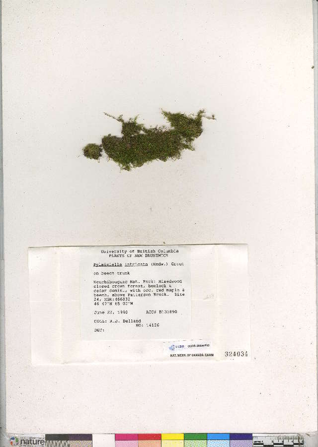 金灰藓属的圖片