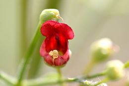 Scrophularia oregana Pennell resmi