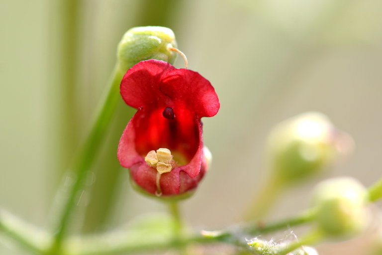 Scrophularia oregana Pennell resmi