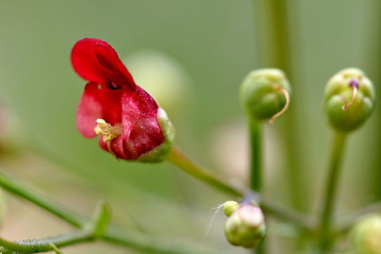 Scrophularia oregana Pennell resmi