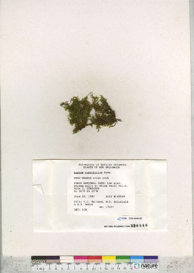 Image of hypnum moss