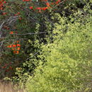 Image of <i>Galium californicum</i> ssp. <i>primum</i>