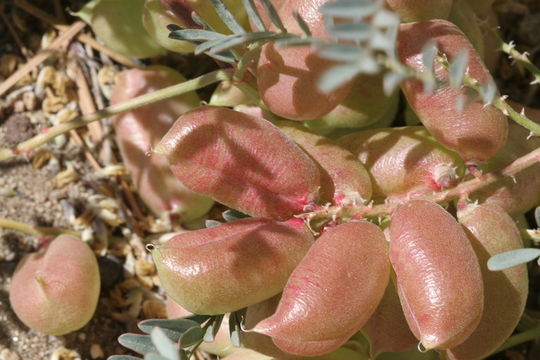 Astragalus douglasii var. parishii (A. Gray) M. E. Jones resmi