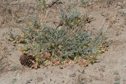 Sivun Astragalus douglasii var. parishii (A. Gray) M. E. Jones kuva