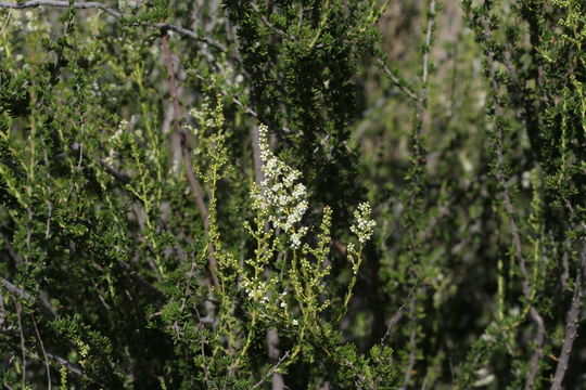 Imagem de Adenostoma fasciculatum Hook. & Arn.