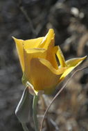 Image of goldenbowl mariposa lily