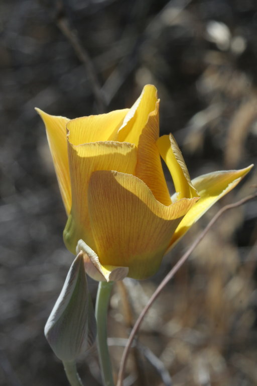 Image of goldenbowl mariposa lily