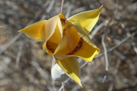 Image of goldenbowl mariposa lily