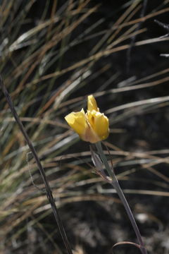 Image of goldenbowl mariposa lily