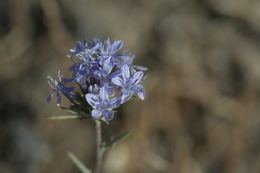 Image of Santa Ana River woolly-star