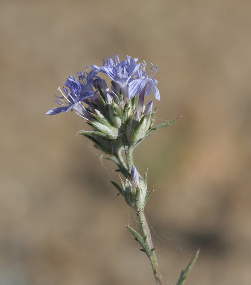 Imagem de Eriastrum densifolium subsp. sanctorum (Milliken) Mason