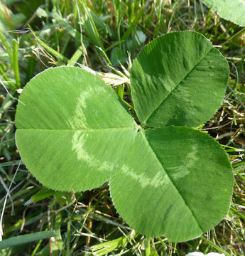 Image of white clover