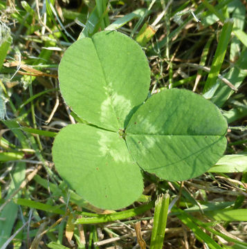 Image of white clover