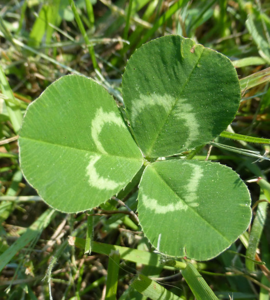 Image of white clover