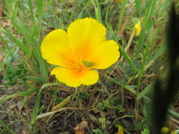 Image of California poppy