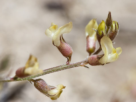 Image of Little Kern milkvetch