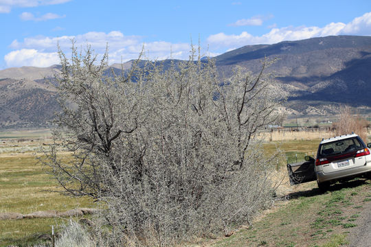 Image of silver buffaloberry