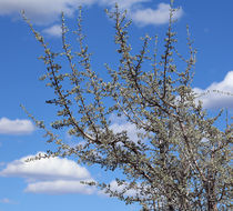 Image of silver buffaloberry