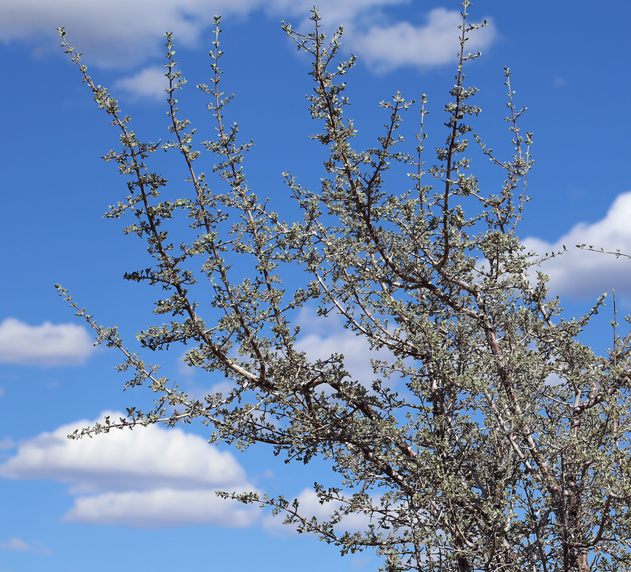 Imagem de Shepherdia argentea (Pursh) Nutt.