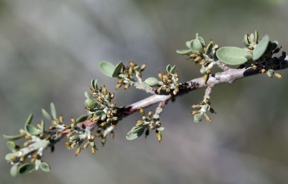 Image of silver buffaloberry