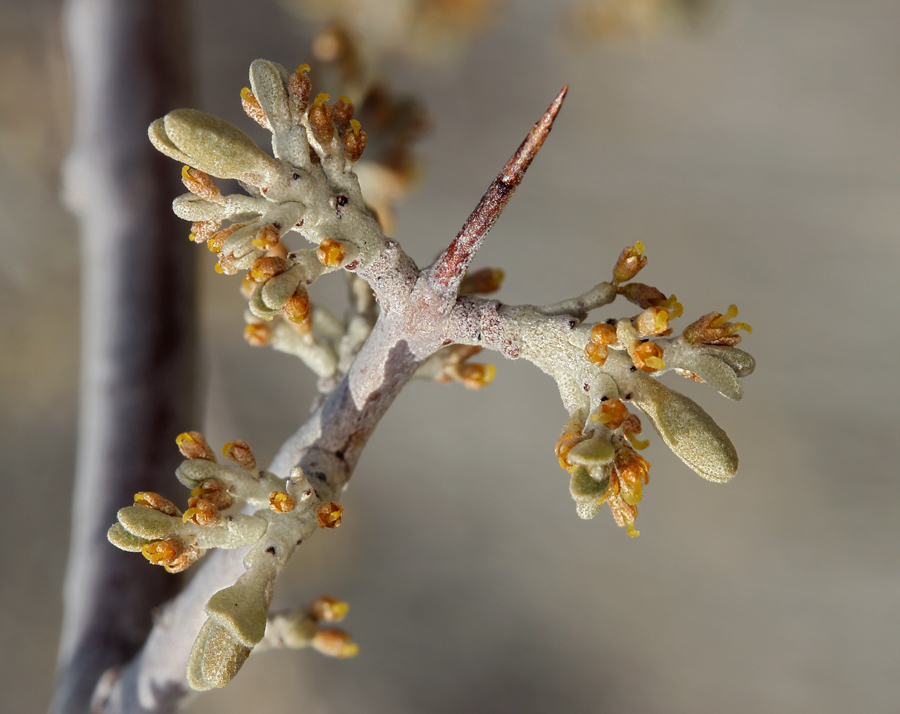 Image of silver buffaloberry