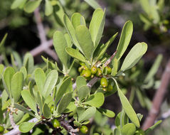 Image of silver buffaloberry