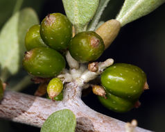 Image of silver buffaloberry