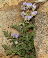 Image of distant phacelia