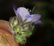 Phacelia distans Benth.的圖片