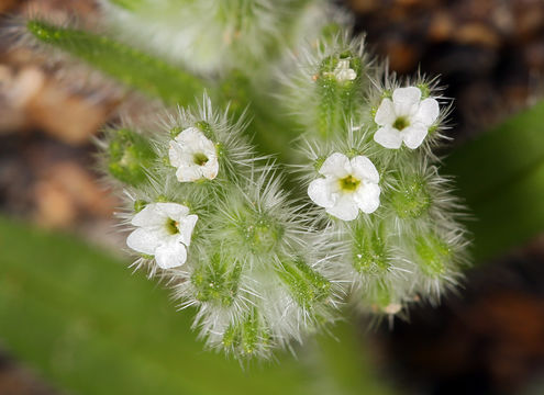 Image of <i>Cryptantha <i>barbigera</i></i> var. barbigera