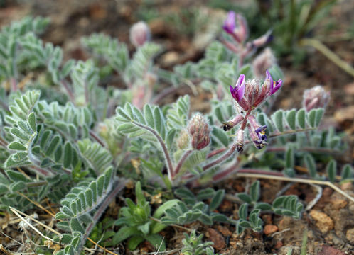 Imagem de Astragalus malacus A. Gray