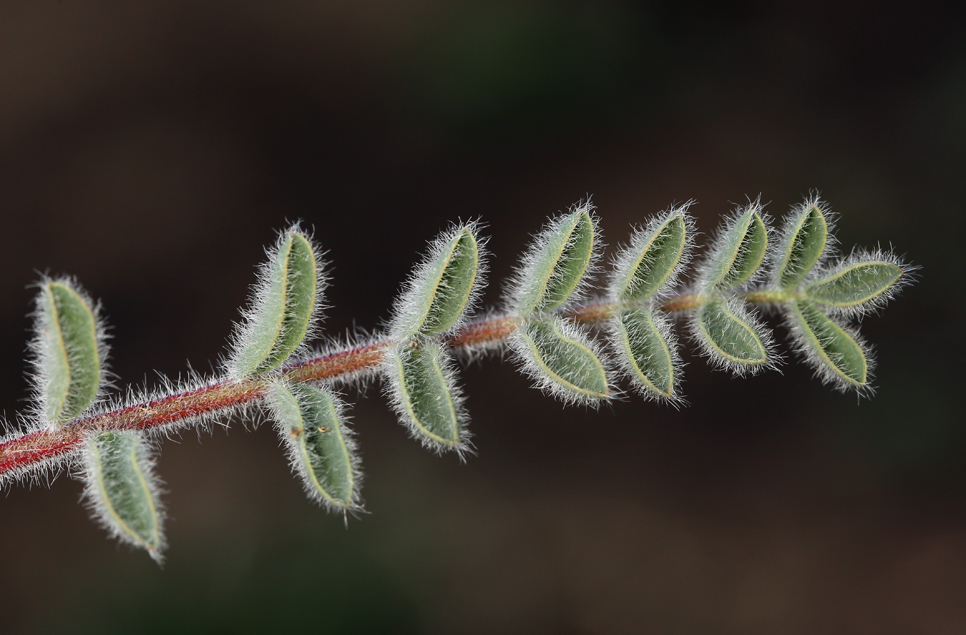 Imagem de Astragalus malacus A. Gray