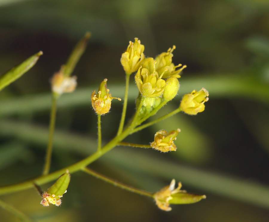 Plancia ëd Descurainia californica (A. Gray) O. E. Schulz