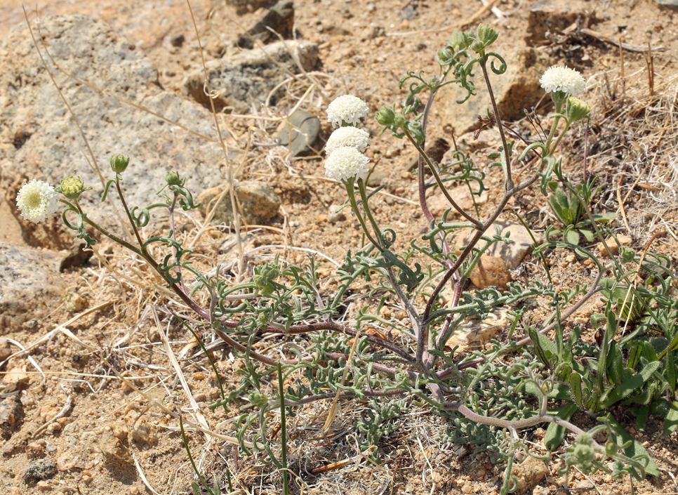 Image of Esteve's pincushion