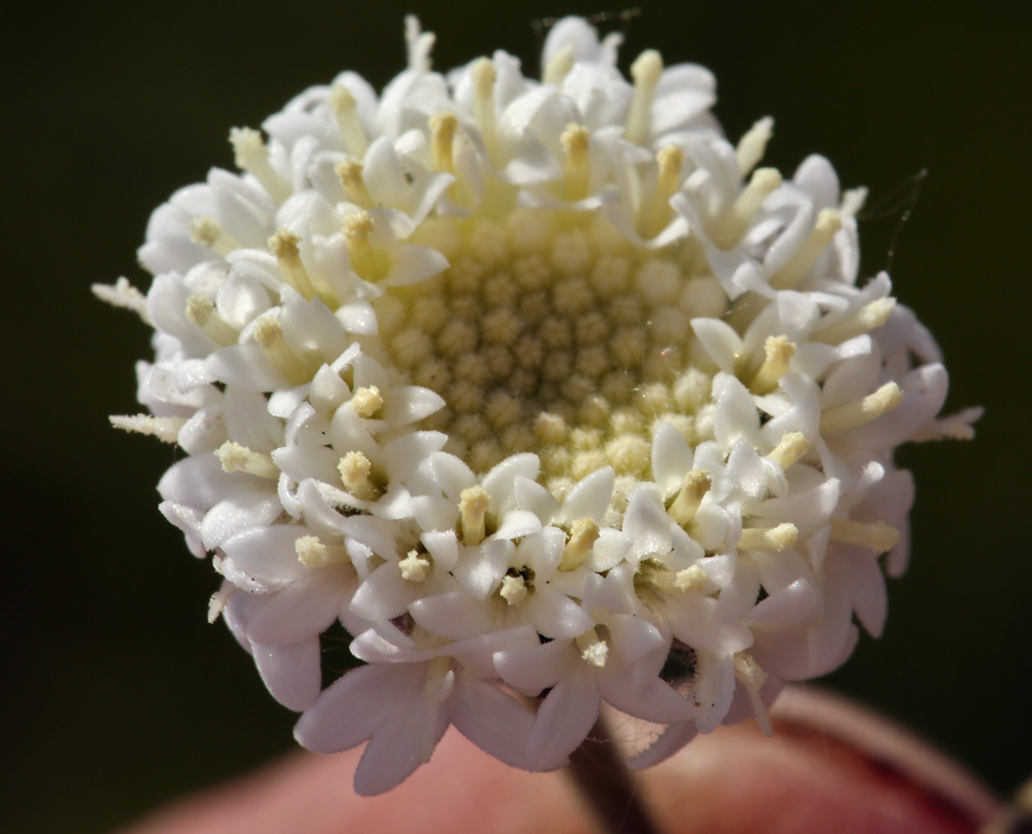 Image of Esteve's pincushion