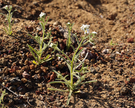 صورة Cryptantha utahensis (A. Gray) Greene