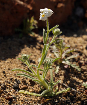 صورة Cryptantha utahensis (A. Gray) Greene