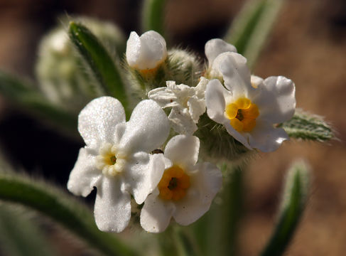 صورة Cryptantha utahensis (A. Gray) Greene