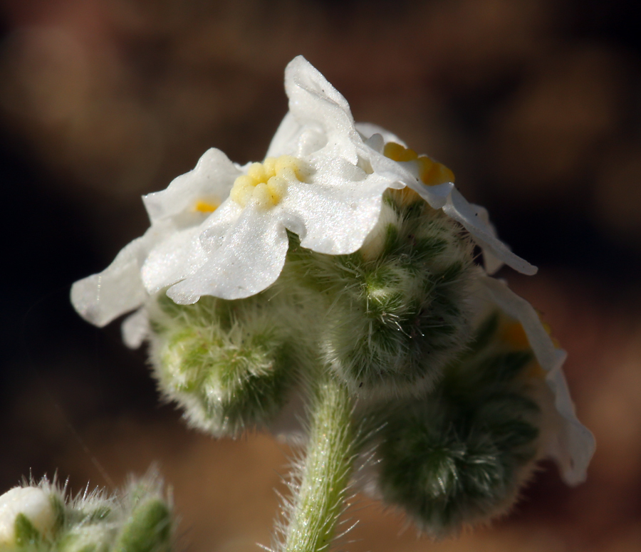 Image of scented cryptantha