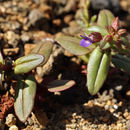 Image of desertmountain blue eyed Mary